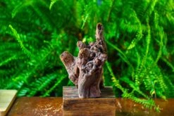 Driftwood For Moss Terrarium, Miniature, Micro Landscape,T8009 -Ncyp Garden Store IMG 8955
