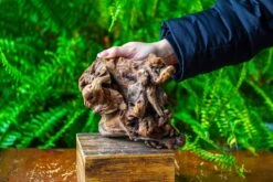 Driftwood For Moss Terrarium, Miniature, Micro Landscape,T8009 -Ncyp Garden Store IMG 8956