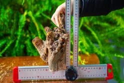 Driftwood For Moss Terrarium, Miniature, Micro Landscape,T8009 -Ncyp Garden Store IMG 8958