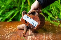 Driftwood For Moss Terrarium, Miniature, Micro Landscape,T8012 -Ncyp Garden Store IMG 8960