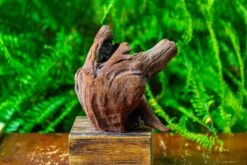 Driftwood For Moss Terrarium, Miniature, Micro Landscape,T8012 -Ncyp Garden Store IMG 8962