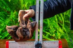 Driftwood For Moss Terrarium, Miniature, Micro Landscape,T8012 -Ncyp Garden Store IMG 8967