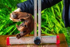 Driftwood For Moss Terrarium, Miniature, Micro Landscape,T8012 -Ncyp Garden Store IMG 8968