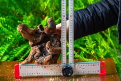 Driftwood For Moss Terrarium, Miniature, Micro Landscape,T8012 -Ncyp Garden Store IMG 8969