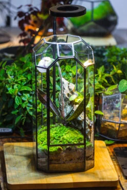 Vintage Tall Octagon Geometric Tin Glass Terrarium , 12.6" , Close, Suitable For Tall Plants, Orchid, Small Begonia Pitcher, Micro Landscape -with White Light Set 32 Vintage Tall Octagon Geometric Tin Glass Terrarium , 12.6" , Close, Suitable For Tall Plants, Orchid, Small Begonia Pitcher, Micro Landscape -with White Light Set -Ncyp Garden Store IMG 8978 2