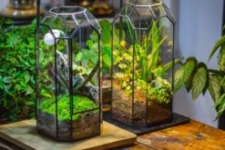 Vintage Tall Octagon Geometric Tin Glass Terrarium , 12.6" , Close, Suitable For Tall Plants, Orchid, Small Begonia Pitcher, Micro Landscape -with White Light Set 33 Vintage Tall Octagon Geometric Tin Glass Terrarium , 12.6" , Close, Suitable For Tall Plants, Orchid, Small Begonia Pitcher, Micro Landscape -with White Light Set -Ncyp Garden Store IMG 8981 ba80d9b1 8c98 4304 b596 ad5920da47d8