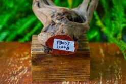 Driftwood For Moss Terrarium, Miniature, Micro Landscape,T8007 -Ncyp Garden Store IMG 8986