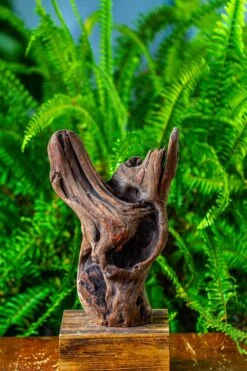 Driftwood For Moss Terrarium, Miniature, Micro Landscape,T8007 -Ncyp Garden Store IMG 8987 54b85a3a b9d2 49a4 98cb 319a0c3c1c91