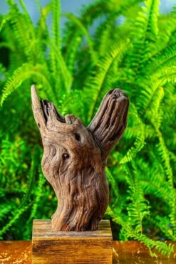 Driftwood For Moss Terrarium, Miniature, Micro Landscape,T8007 -Ncyp Garden Store IMG 8989 9f05943d 791e 4a90 81de 3b1184ea93bf