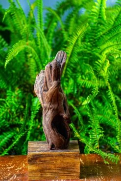 Driftwood For Moss Terrarium, Miniature, Micro Landscape,T8007 -Ncyp Garden Store IMG 8990 275772c6 8b50 4b61 b979 b6faeaa40d0e