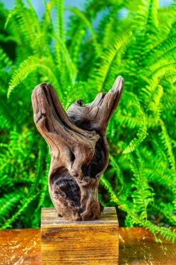 Driftwood For Moss Terrarium, Miniature, Micro Landscape,T8007 -Ncyp Garden Store IMG 8991
