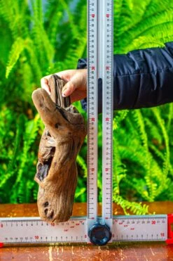 Driftwood For Moss Terrarium, Miniature, Micro Landscape,T8007 -Ncyp Garden Store IMG 8992 3e86f04a 34f1 4f98 8325 9385d0984c8f