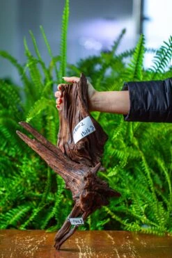 Driftwood For Moss Terrarium, Miniature, Micro Landscape, H8002 -Ncyp Garden Store IMG 9023 a42ea42b e327 403d b64c cfe62924ca22