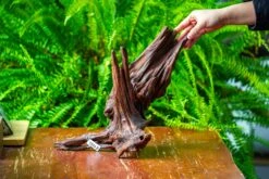 Driftwood For Moss Terrarium, Miniature, Micro Landscape, H8002 -Ncyp Garden Store IMG 9024 b583061e 8521 4623 99fc 474a94d9f1b8