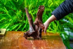 Driftwood For Moss Terrarium, Miniature, Micro Landscape, H8002 -Ncyp Garden Store IMG 9025 dc39513e 25ee 45e3 b3c0 dca42fc24c65