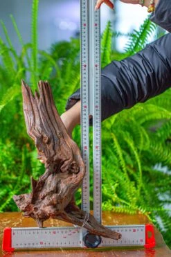 Driftwood For Moss Terrarium, Miniature, Micro Landscape, H8002 -Ncyp Garden Store IMG 9029