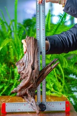 Driftwood For Moss Terrarium, Miniature, Micro Landscape, H8002 -Ncyp Garden Store IMG 9030 7626fdb7 75aa 4163 8aed b2dfe7531715