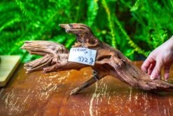 Driftwood For Moss Terrarium, Miniature, Micro Landscape, H8005 -Ncyp Garden Store IMG 9031