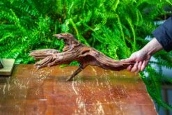 Driftwood For Moss Terrarium, Miniature, Micro Landscape, H8005 -Ncyp Garden Store IMG 9032