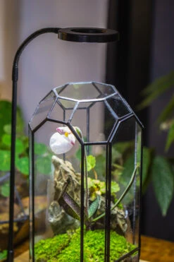 Vintage Tall Octagon Geometric Tin Glass Terrarium , 12.6" , Close, Suitable For Tall Plants, Orchid, Small Begonia Pitcher, Micro Landscape -with White Light Set 29 Vintage Tall Octagon Geometric Tin Glass Terrarium , 12.6" , Close, Suitable For Tall Plants, Orchid, Small Begonia Pitcher, Micro Landscape -with White Light Set -Ncyp Garden Store IMG 9033