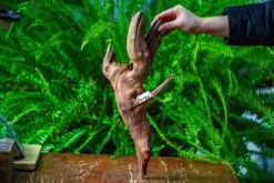 Driftwood For Moss Terrarium, Miniature, Micro Landscape, H8005 -Ncyp Garden Store IMG 9033 1e241688 a5e9 42f5 9754 471d13727901