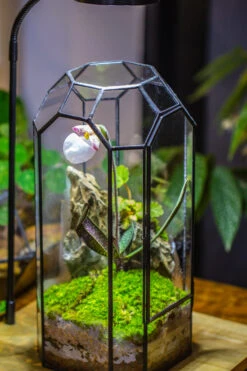 Vintage Tall Octagon Geometric Tin Glass Terrarium , 12.6" , Close, Suitable For Tall Plants, Orchid, Small Begonia Pitcher, Micro Landscape -with White Light Set 30 Vintage Tall Octagon Geometric Tin Glass Terrarium , 12.6" , Close, Suitable For Tall Plants, Orchid, Small Begonia Pitcher, Micro Landscape -with White Light Set -Ncyp Garden Store IMG 9034