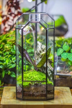 Vintage Tall Octagon Geometric Tin Glass Terrarium , 12.6" , Close, Suitable For Tall Plants, Orchid, Small Begonia Pitcher, Micro Landscape -with White Light Set 26 Vintage Tall Octagon Geometric Tin Glass Terrarium , 12.6" , Close, Suitable For Tall Plants, Orchid, Small Begonia Pitcher, Micro Landscape -with White Light Set -Ncyp Garden Store IMG 9037