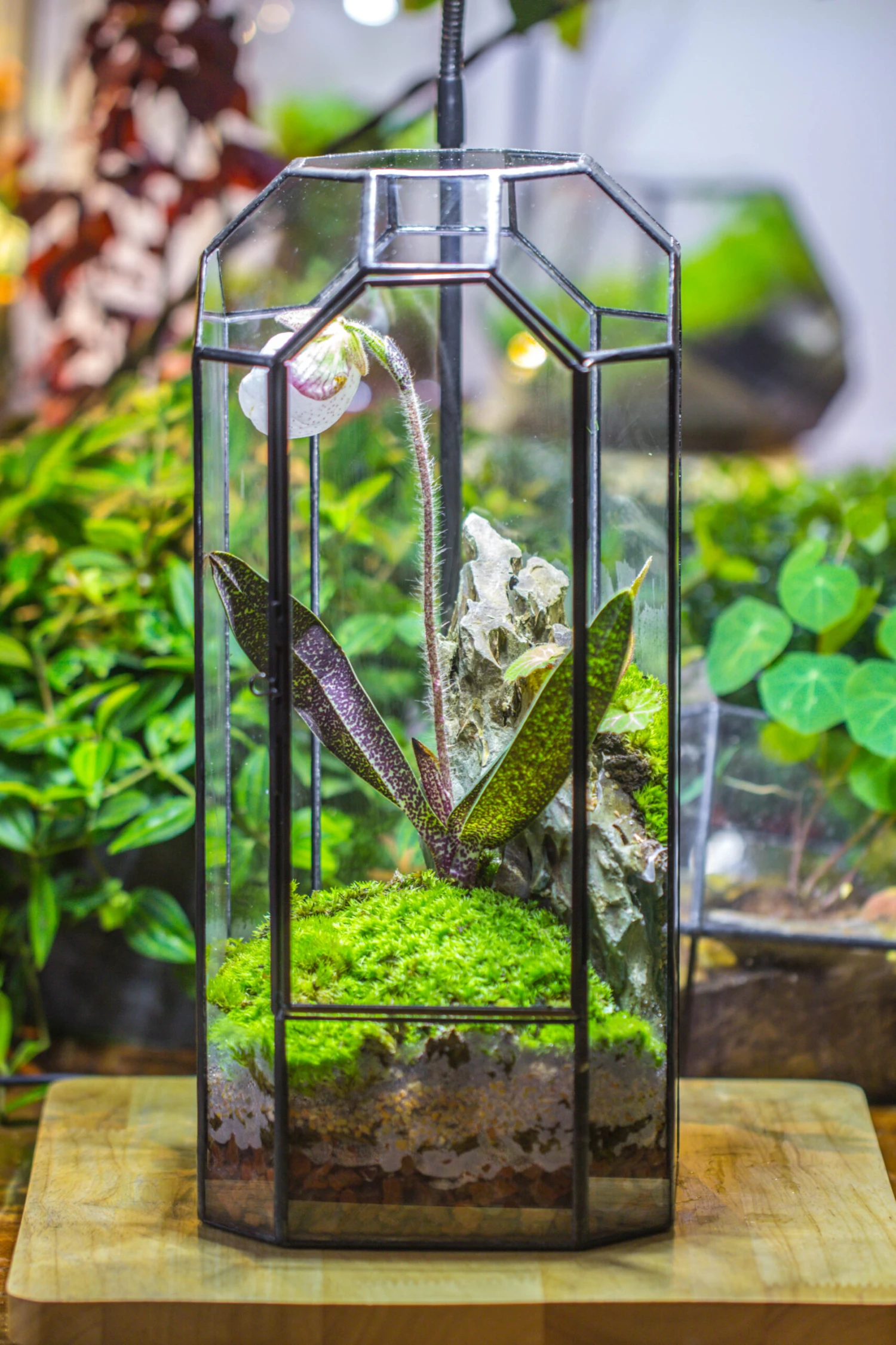 Vintage Tall Octagon Geometric Tin Glass Terrarium , 12.6" , Close, Suitable For Tall Plants, Orchid, Small Begonia Pitcher, Micro Landscape -with White Light Set 7 Vintage Tall Octagon Geometric Tin Glass Terrarium , 12.6" , Close, Suitable For Tall Plants, Orchid, Small Begonia Pitcher, Micro Landscape -with White Light Set - Image 5