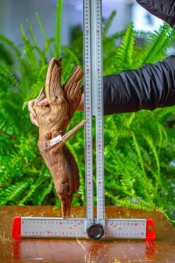 Driftwood For Moss Terrarium, Miniature, Micro Landscape, H8005 -Ncyp Garden Store IMG 9037 798b9e7e 47ac 4398 8690 c590c098f943