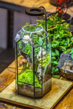 Vintage Tall Octagon Geometric Tin Glass Terrarium , 12.6" , Close, Suitable For Tall Plants, Orchid, Small Begonia Pitcher, Micro Landscape -with White Light Set 27 Vintage Tall Octagon Geometric Tin Glass Terrarium , 12.6" , Close, Suitable For Tall Plants, Orchid, Small Begonia Pitcher, Micro Landscape -with White Light Set -Ncyp Garden Store IMG 9039