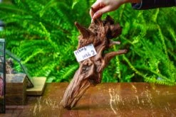 Driftwood For Moss Terrarium, Miniature, Micro Landscape, H8006 -Ncyp Garden Store IMG 9039 5aa87ddb 87ad 402f 906f 12a276728251