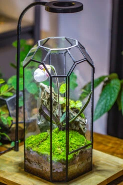 Vintage Tall Octagon Geometric Tin Glass Terrarium , 12.6" , Close, Suitable For Tall Plants, Orchid, Small Begonia Pitcher, Micro Landscape -with White Light Set 28 Vintage Tall Octagon Geometric Tin Glass Terrarium , 12.6" , Close, Suitable For Tall Plants, Orchid, Small Begonia Pitcher, Micro Landscape -with White Light Set -Ncyp Garden Store IMG 9041