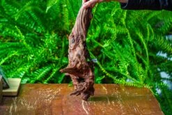 Driftwood For Moss Terrarium, Miniature, Micro Landscape, H8006 -Ncyp Garden Store IMG 9041 54840477 73aa 4ccb 81e8 3cef16a376bb