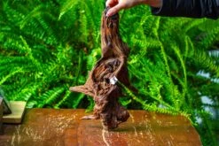 Driftwood For Moss Terrarium, Miniature, Micro Landscape, H8006 -Ncyp Garden Store IMG 9042