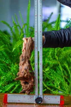 Driftwood For Moss Terrarium, Miniature, Micro Landscape, H8006 -Ncyp Garden Store IMG 9044 d12844f7 5f48 43ee 8e6d 0313ae811d73