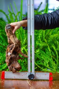 Driftwood For Moss Terrarium, Miniature, Micro Landscape, H8006 -Ncyp Garden Store IMG 9045 6db3d639 83e7 4b02 82a3 26cc1a846733