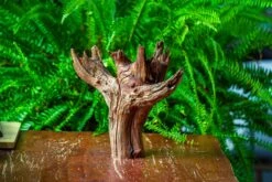 Driftwood For Moss Terrarium, Miniature, Micro Landscape, H8004 -Ncyp Garden Store IMG 9056 7f4c7bd6 df5d 4d9e b475 076a0ac899ff
