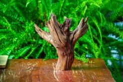 Driftwood For Moss Terrarium, Miniature, Micro Landscape, H8004 -Ncyp Garden Store IMG 9058 474faba2 3150 446b a1d0 ad1e9cbcc663