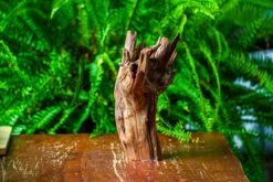 Driftwood For Moss Terrarium, Miniature, Micro Landscape, H8004 -Ncyp Garden Store IMG 9059 1e044267 5a0b 4c8a 97a3 88b4506d0a6d