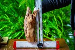 Driftwood For Moss Terrarium, Miniature, Micro Landscape, H8004 -Ncyp Garden Store IMG 9061 fbe82cef fbdf 4dc5 b219 01e41f35d88d