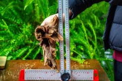 Driftwood For Moss Terrarium, Miniature, Micro Landscape, H8004 -Ncyp Garden Store IMG 9062