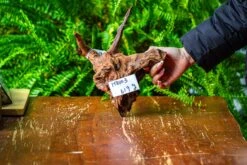 Driftwood For Moss Terrarium, Miniature, Micro Landscape, H8003 -Ncyp Garden Store IMG 9063 94625008 96d6 460a a402 138d9ac6e1f7