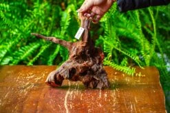 Driftwood For Moss Terrarium, Miniature, Micro Landscape, H8003 -Ncyp Garden Store IMG 9064 81f4f3bf bffb 4629 9bac 2258196d7cf5