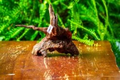 Driftwood For Moss Terrarium, Miniature, Micro Landscape, H8003 -Ncyp Garden Store IMG 9066 d78a528b 2fdf 49b2 a8cb 7459da467f86