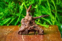 Driftwood For Moss Terrarium, Miniature, Micro Landscape, H8003 -Ncyp Garden Store IMG 9067 bd787b21 1d19 4fbb 862e 7e5ea80e89ca