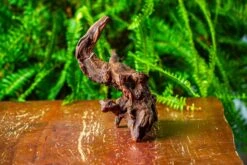 Driftwood For Moss Terrarium, Miniature, Micro Landscape, H8003 -Ncyp Garden Store IMG 9068 f6b0e44f 3f8c 4263 b881 dffda0935b7c