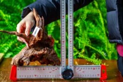 Driftwood For Moss Terrarium, Miniature, Micro Landscape, H8003 -Ncyp Garden Store IMG 9069 c3f9eeaf 6804 4728 ba33 16e0f007013a