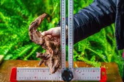 Driftwood For Moss Terrarium, Miniature, Micro Landscape, H8003 -Ncyp Garden Store IMG 9070