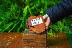 Driftwood For Moss Terrarium, Miniature, Micro Landscape,TS001 -Ncyp Garden Store IMG 9072 bc3a65d5 5604 444f 8ecc b1d9231f2c5d