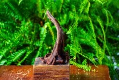 Driftwood For Moss Terrarium, Miniature, Micro Landscape,TS001 -Ncyp Garden Store IMG 9073 dfe74770 2ba9 489d b8eb b8cae76c71e2
